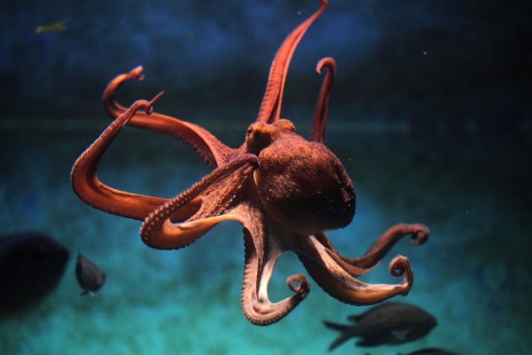 Kraken place